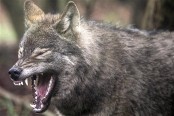Серый волк