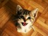 Мяукающий котенок